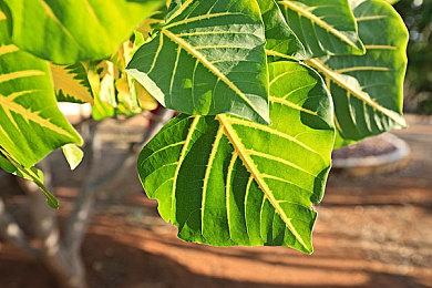 Epic喜加一：《纸境奇缘》免费领取